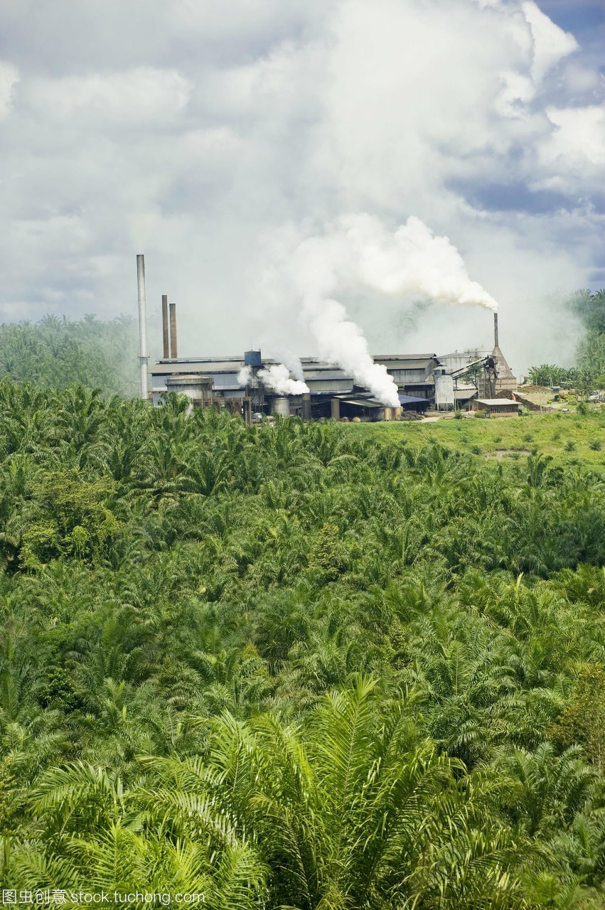 棕榈油加工厂。这个加工厂从棕榈树的果实中提炼出石油elaeis几内亚。棕榈油用于许多食品和非食品的家庭产品。它对生物柴油的生产也有潜在的作用。这种棕榈树虽然原产于西非,但已成功地引进到许多热带地区。在马来西亚,棕榈树的种植导致了大量雨林的消失和生物多样性的减少。山打根附近拍摄沙巴马来西亚婆罗洲。